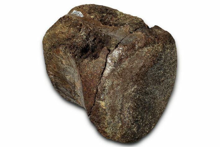 Fossil Tyrannosaur Vertebra Centrum - Montana #333554